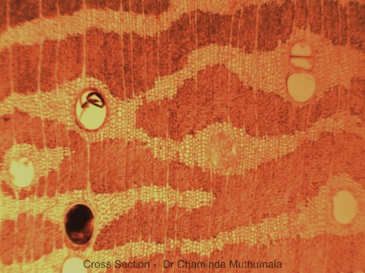 Cassia fistula L.